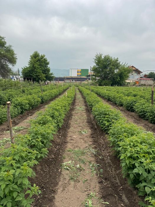 Участок 1 гектар