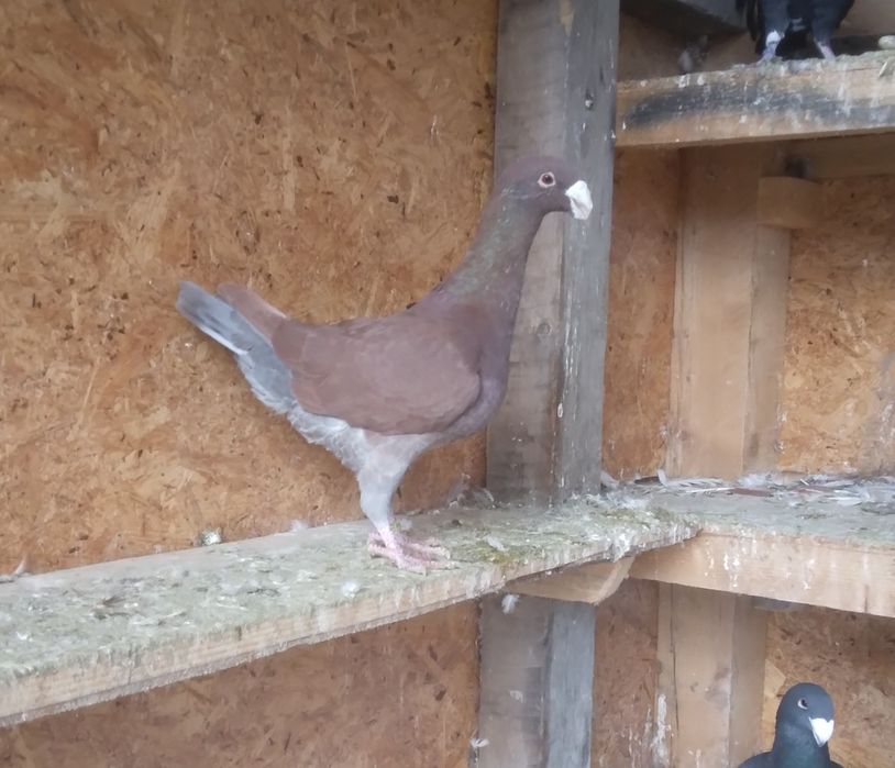 Porumbei Voiajori Germani