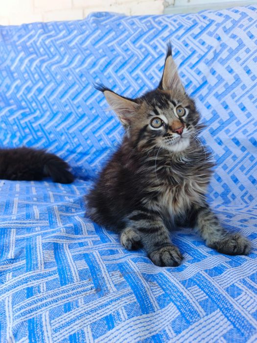 Котята Мейн Куны