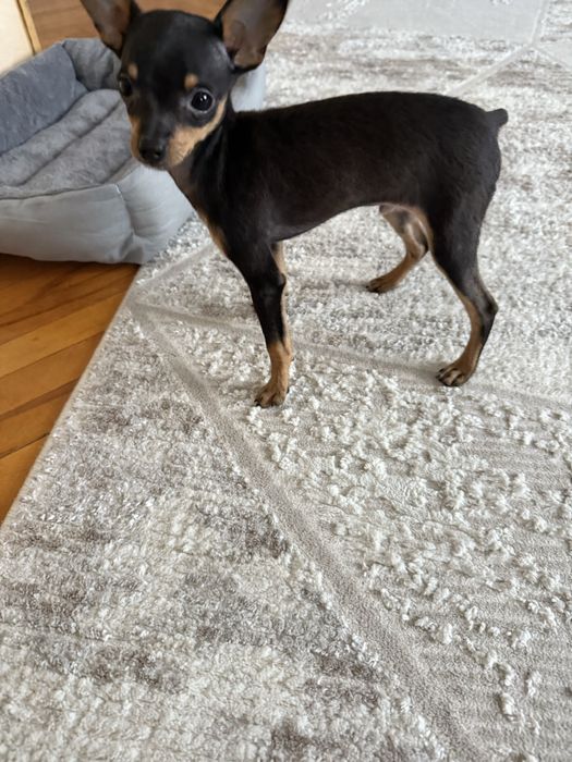 Щенок той терьер мини