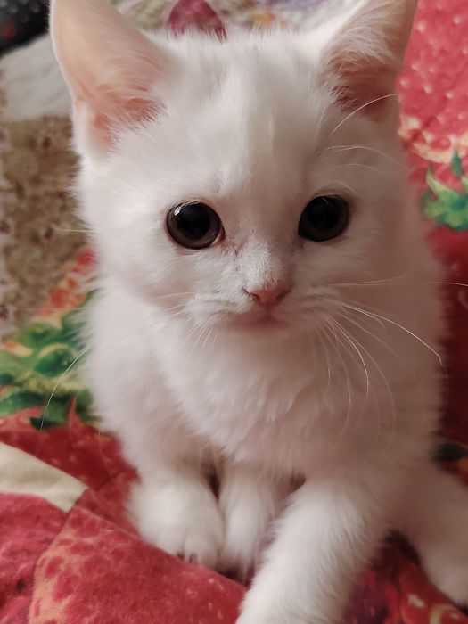 Селкирк Рекс котёнок, девочка