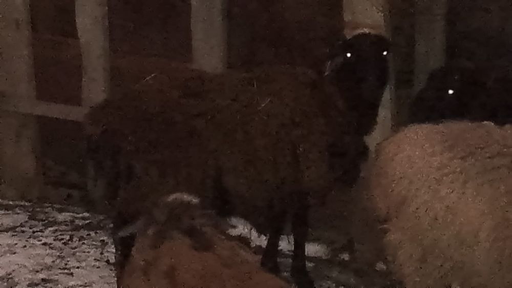 Продам котных овец