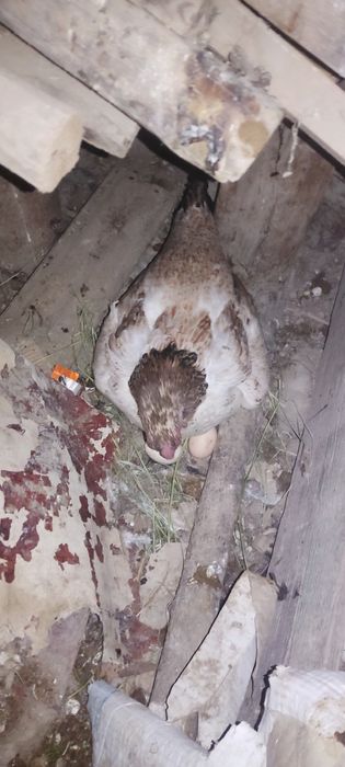 Курк тавук сотилади