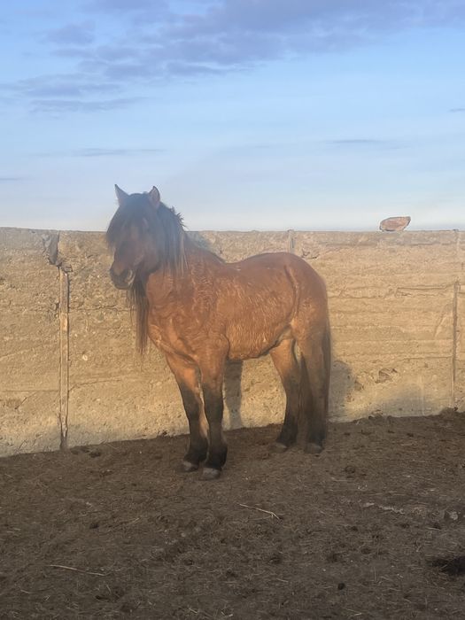 Айғыр  сатылады