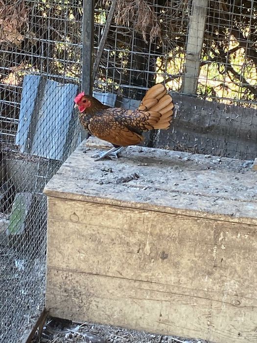 vând cocoși frumoși