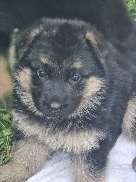 Puiuti Ciobanesc German, linie de show, din parinti cu pedigree