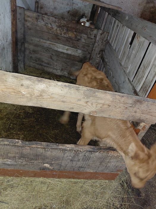 Телёнок 2 недельный