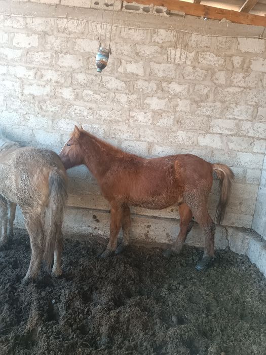 Семиз тойлар сотилади