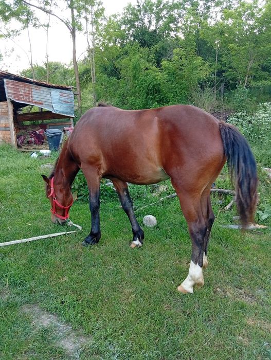 Cârnal de vânzare, bun de ham face 2 ani  pe 10 octombrie  mai multe detalii in privat, sau la Nr 0772220379