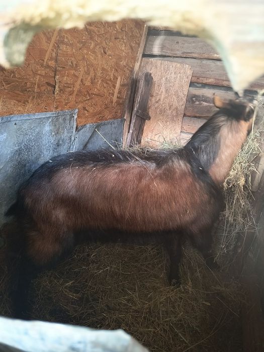 Țăpișor alpin francez