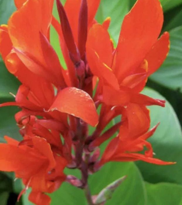 Канна -цвете в саксия