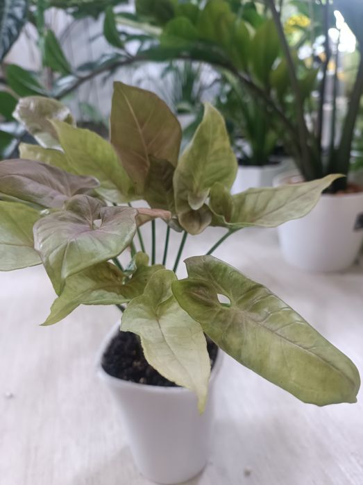 Сингониум *Красные перья* сотровая