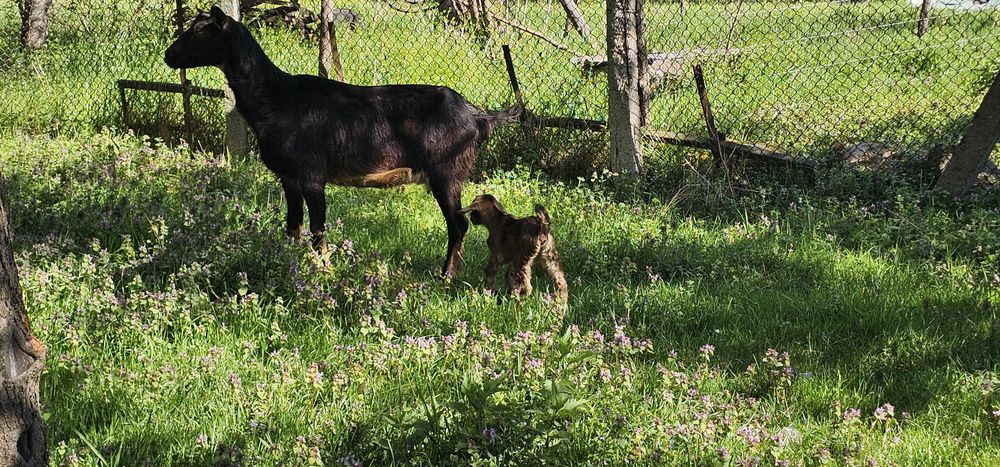 Vand capră metis Toggenburg