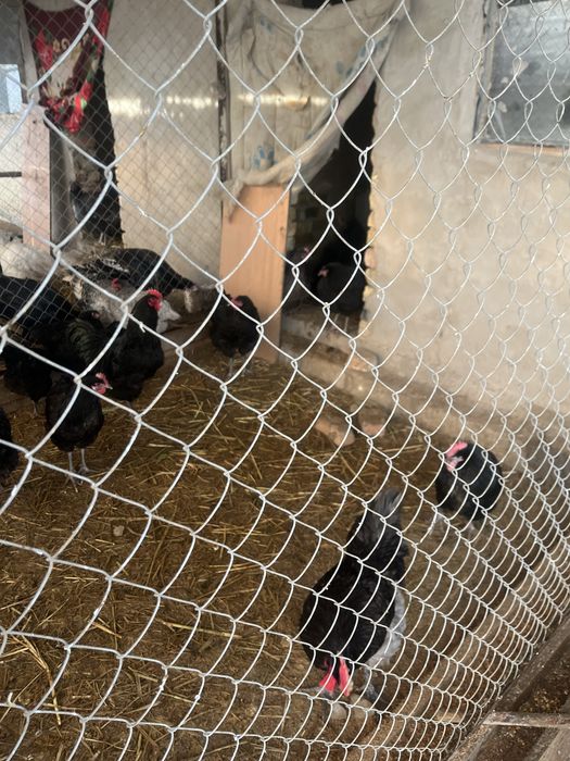 Продаетс яйца породистых кур