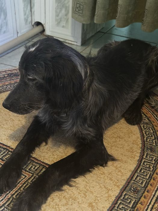 Продам щенка английского сеттера