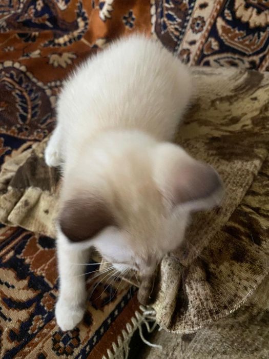 Котята бесплатно