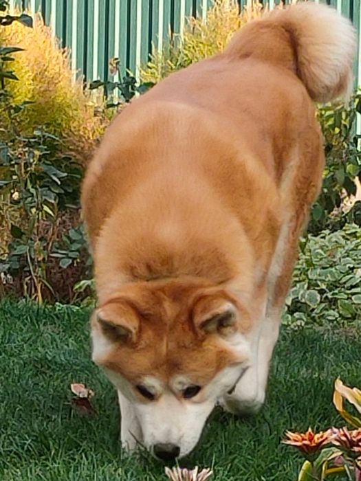 Японская Акита ину