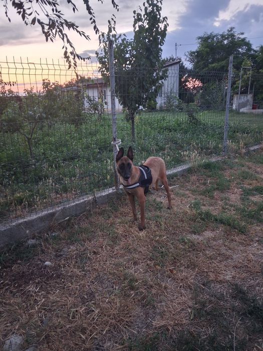 Femela de malinois!