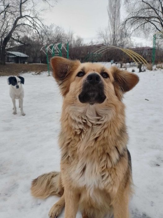 Собачка в добрые руки