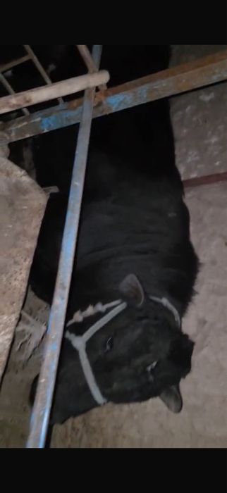 Екы бука сатылады 2жасарлар