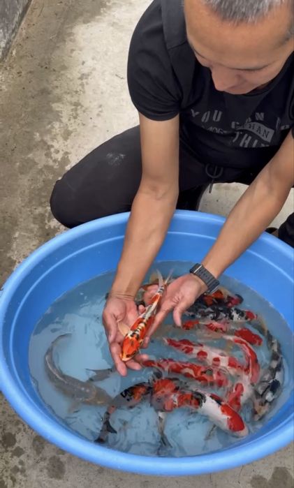 Koya baliqla sotilladi