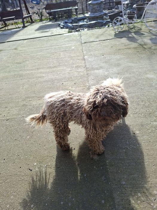 Lagotto Romagnolo