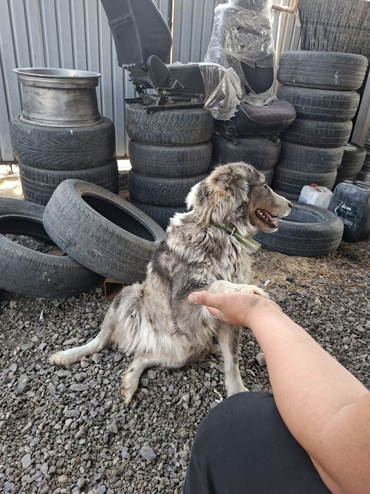 Собака шенки тобет охрана