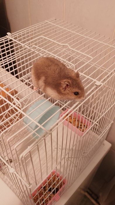 Хомяки Джунгарские