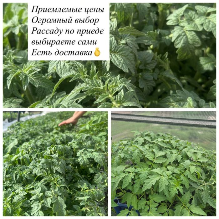 Рассада помидор 120 тенге