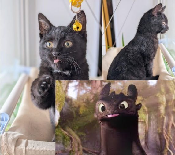 Отдам котенка в добрые и ответственные руки