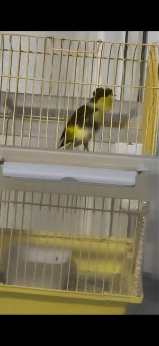 Canari Timbrado mascul