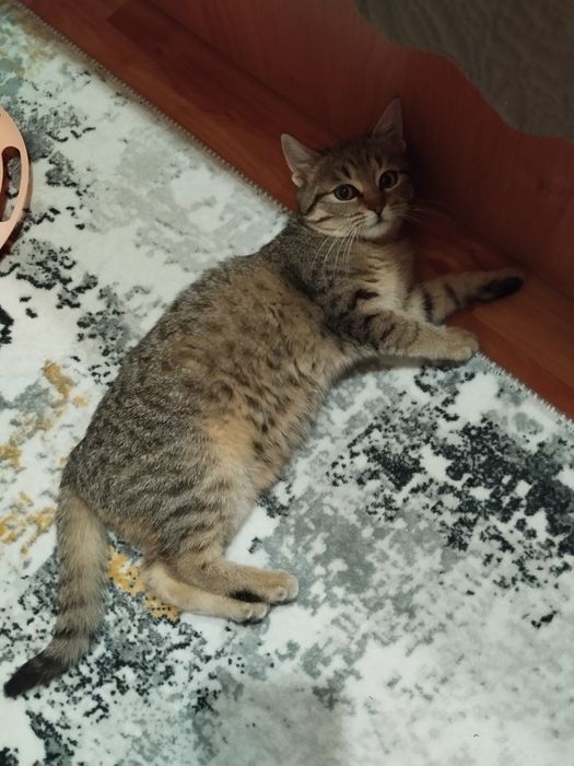 Женско котенце търси дом