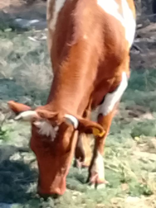 Продам корову стельную