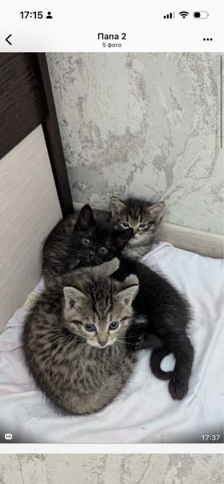 Ласковые Котята 1.5 мес