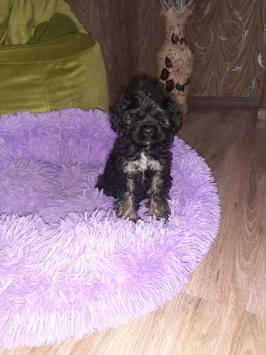 Американский кокер спаниель