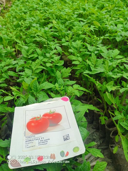 Помидор кучатларни