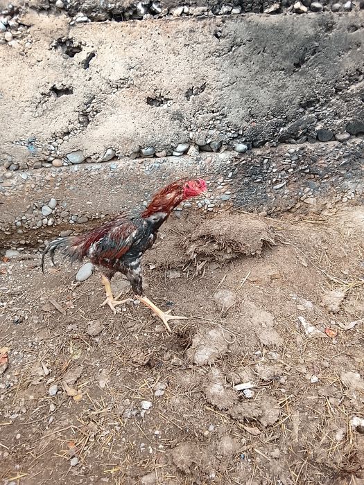 Дакан кораз сатылад