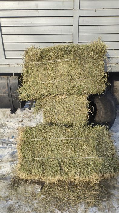 Жонышка клевер люцерна