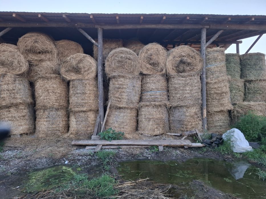 Baloti fan sau Lucerna Livram RO UE  la TIR rotunzi 1,2m x1,2 m cate min 40.dreptunghiulari min  500.nu dam la bucati.