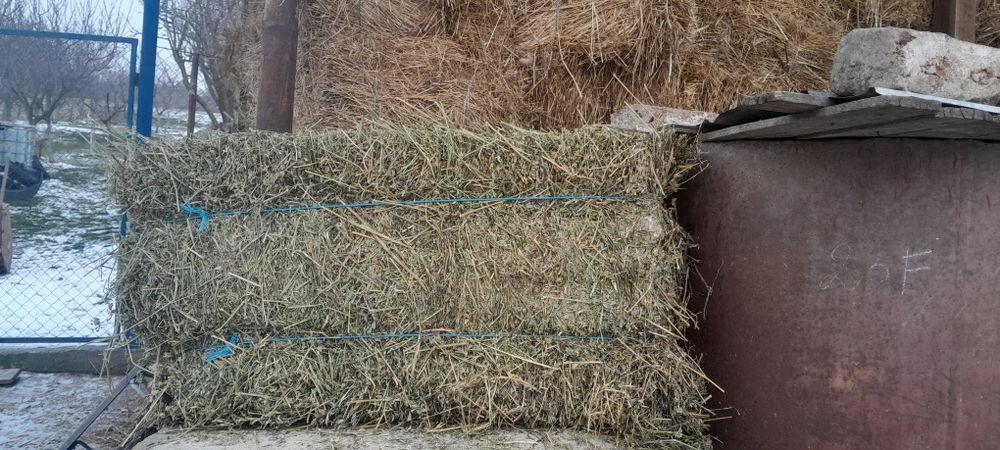 Vând baloti de lucerna