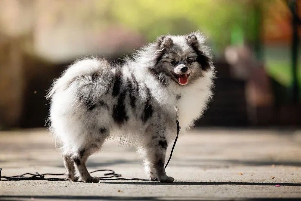 Немецкий  шпиц средний