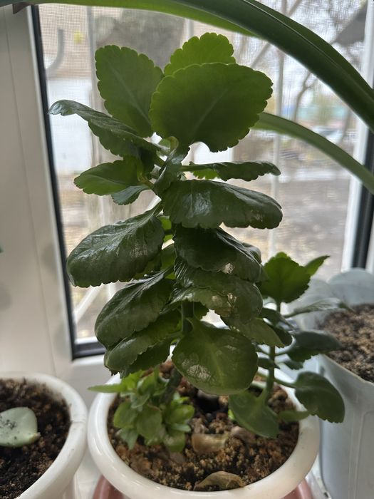 Комнатные растения