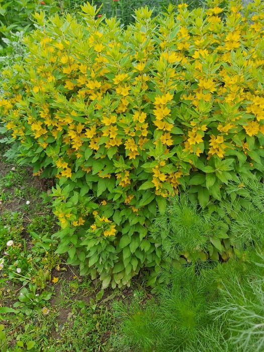 Саженцы вербейник