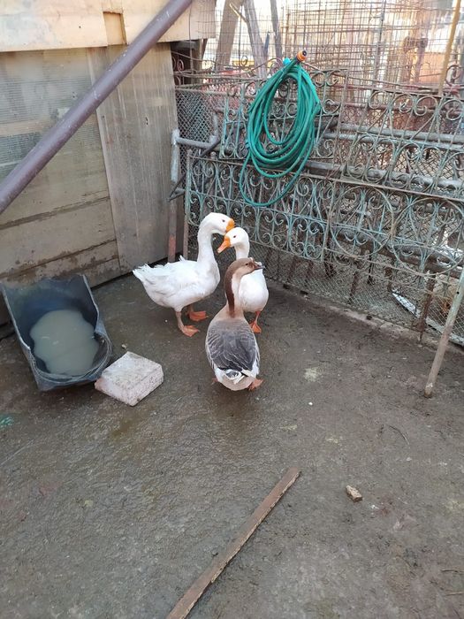 de vânzare gaste lesesti