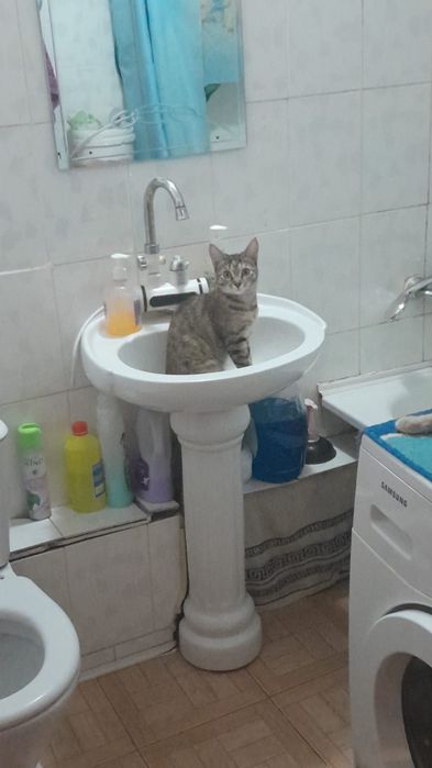 Отдам в добрые руки кошечку.