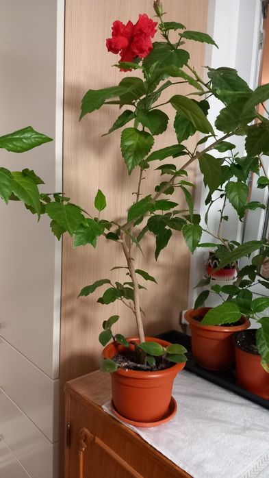 Ficus,trandafir japonez,hortensii