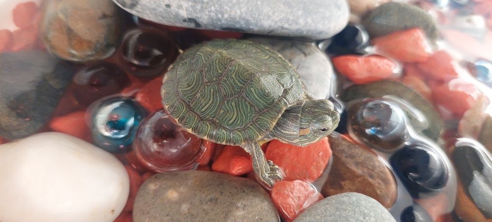 Продам  черепахи