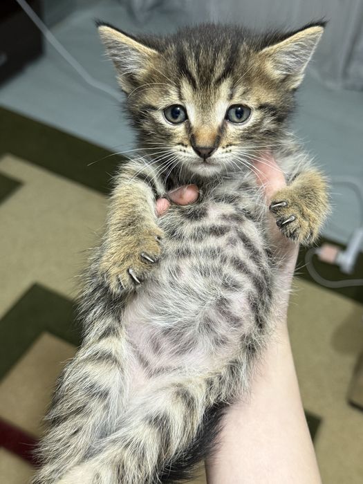 Милейшие котята