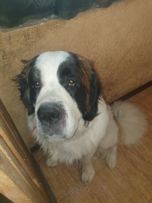 Кобель сенбернара