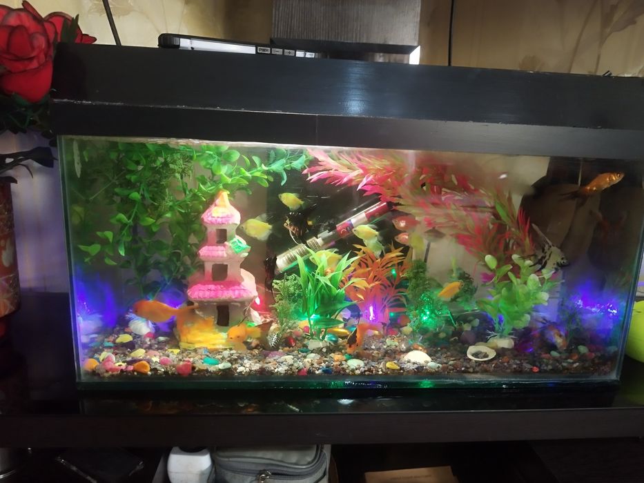 Аквариум 30 балики хар хил турли срочно Сотилади